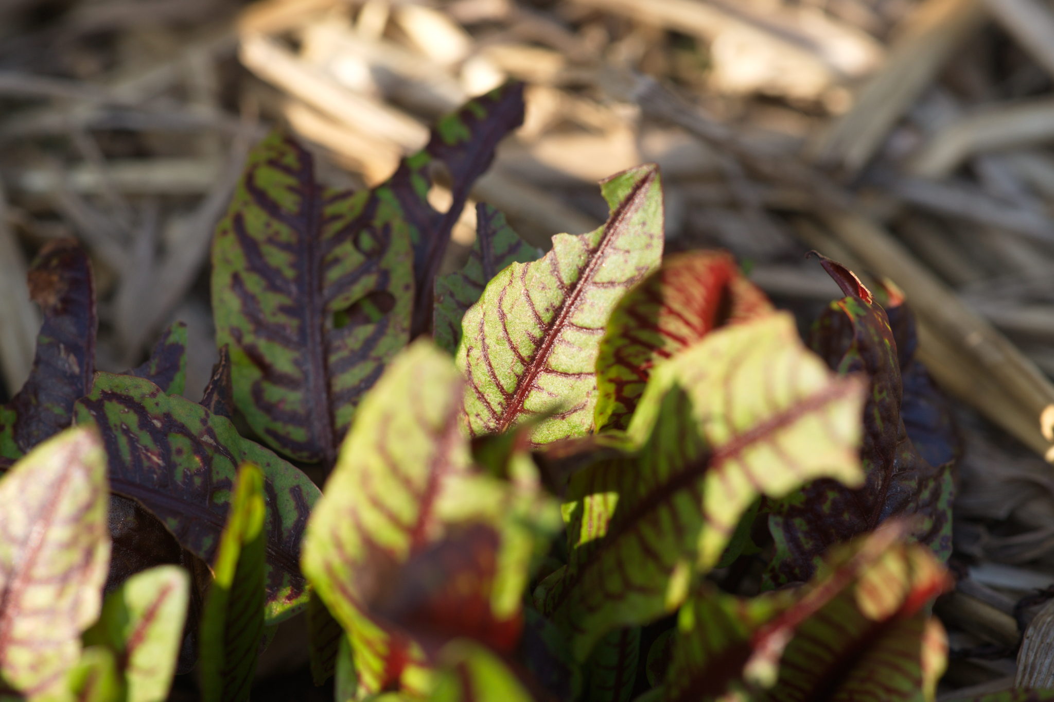 20210324  Gruen(t)raumHeimfeld 012